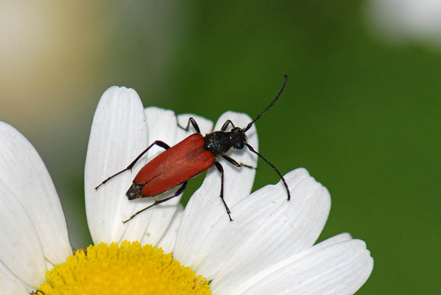 Anastrangalia sanguinolenta  dei dubbi (risolti)